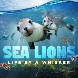 Sea Lions: Life by a Whisker