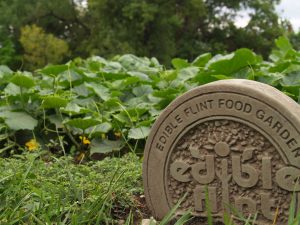 Edible Flint Food Garden Tour